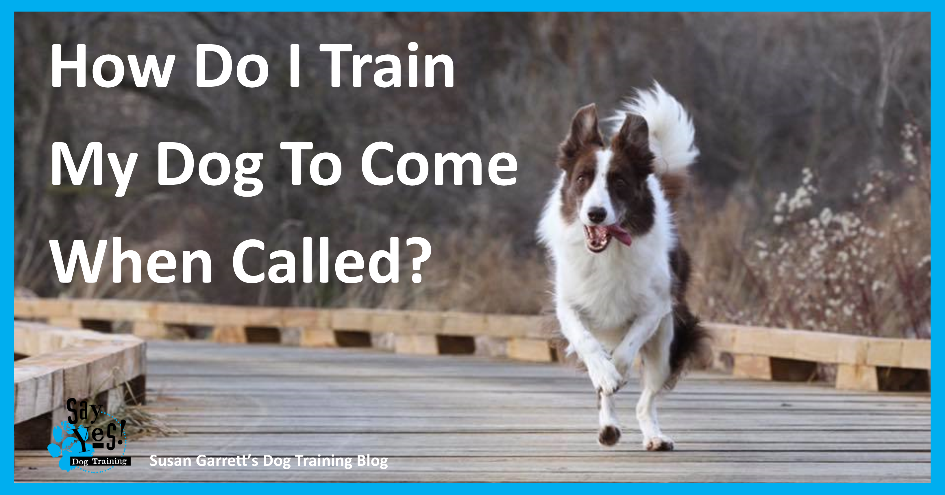 How to Train a Dog to Come When Called