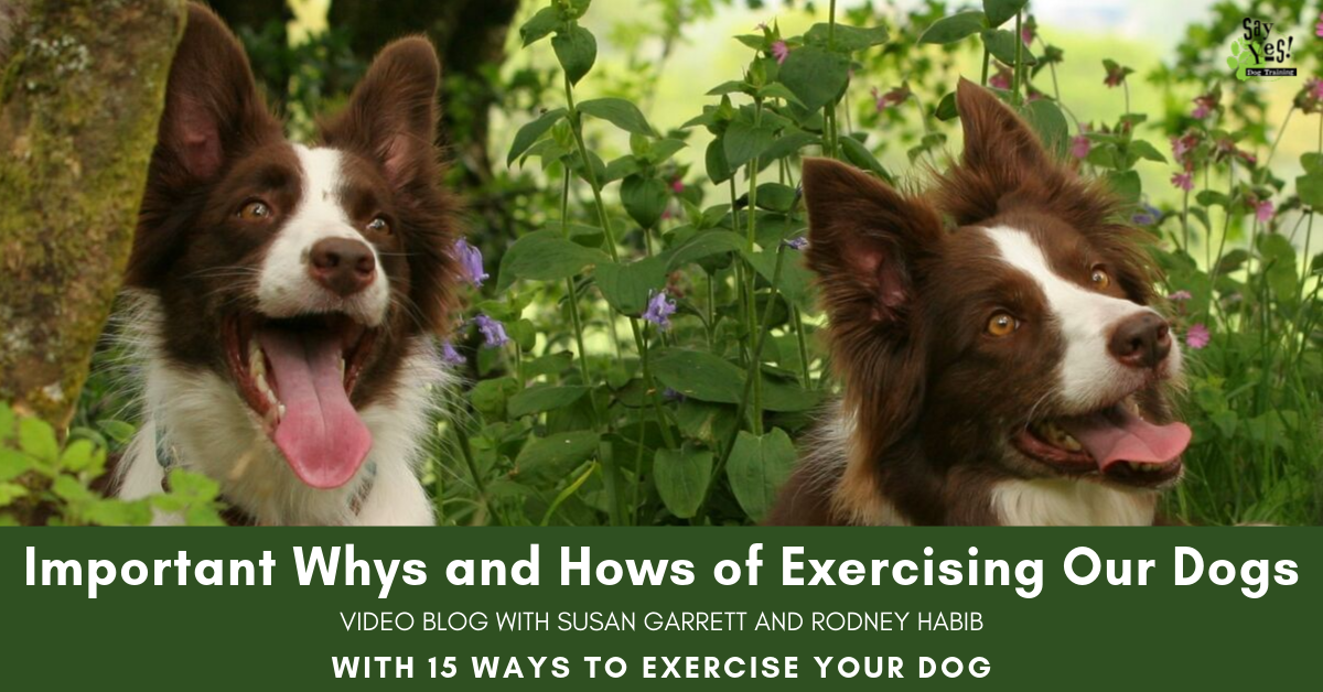 Why Dogs Need Exercise ✔️ Importance & Benefits