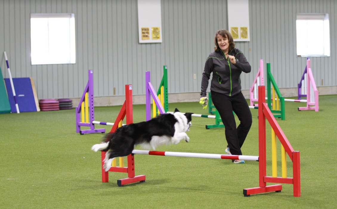 How to Train Your Dog in Agility Sports
