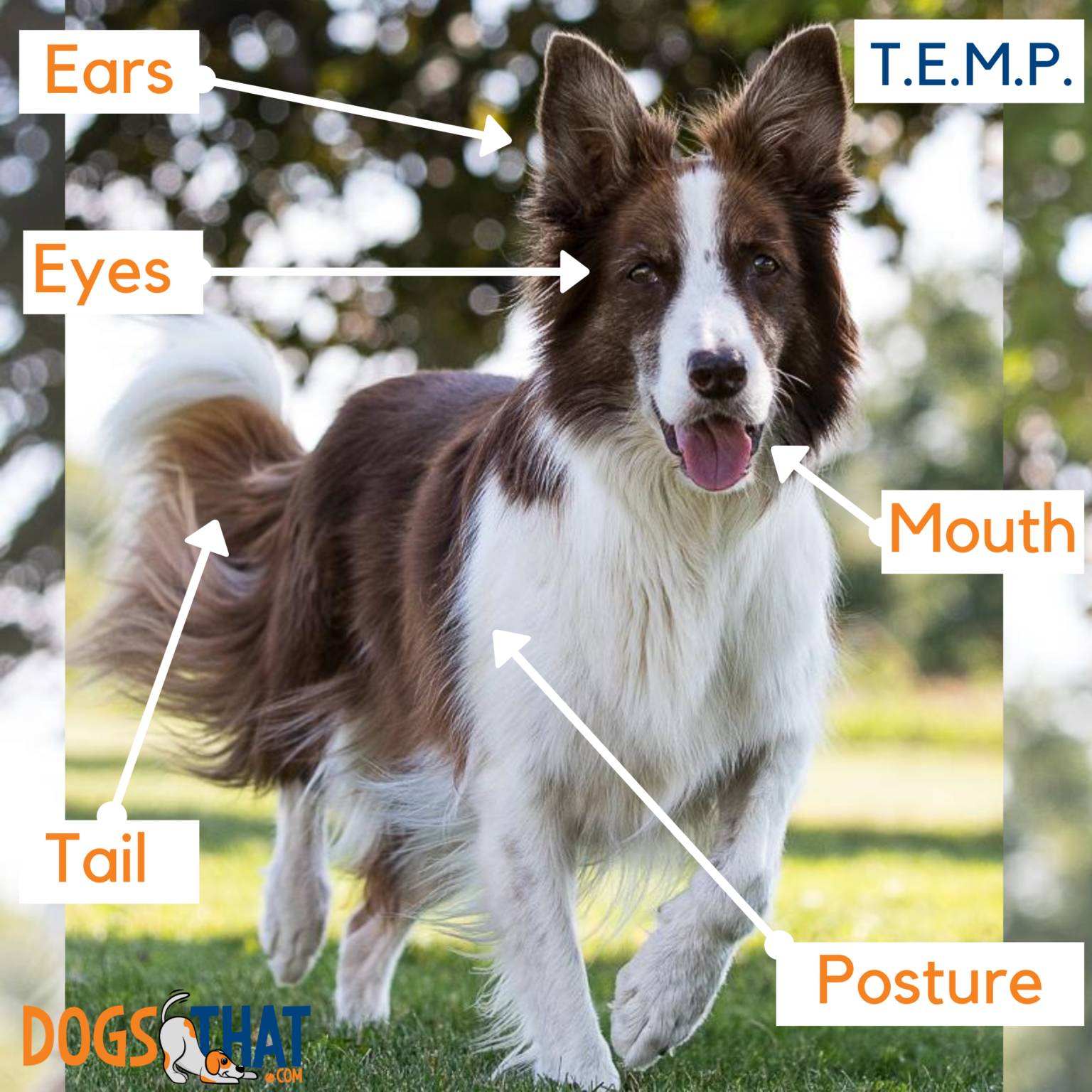 Know Your Dog's TEMP (Tail, Eyes/Ears, Mouth, Posture) | Susan Garrett ...