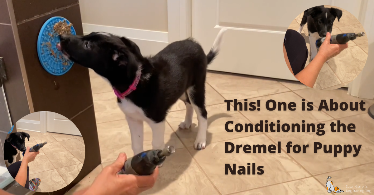 This! One is About Conditioning the Dremel for Puppy Nails | Susan  Garrett's Dog Training Blog