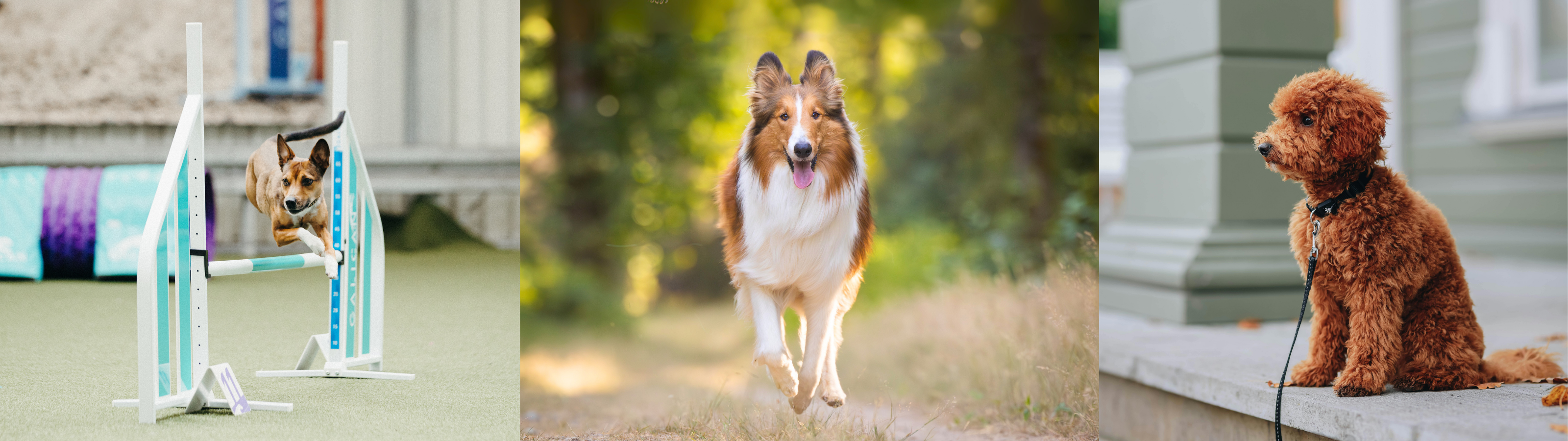 The best dog training tips apply to every goal, from raising a well-mannered pet to enjoying agility or active outdoor fun with your dog.