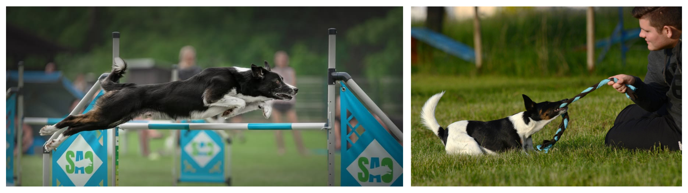 Agility success is built on joy and connection. Max Sprinz trains through both high-level jumps and simple games with his dogs.