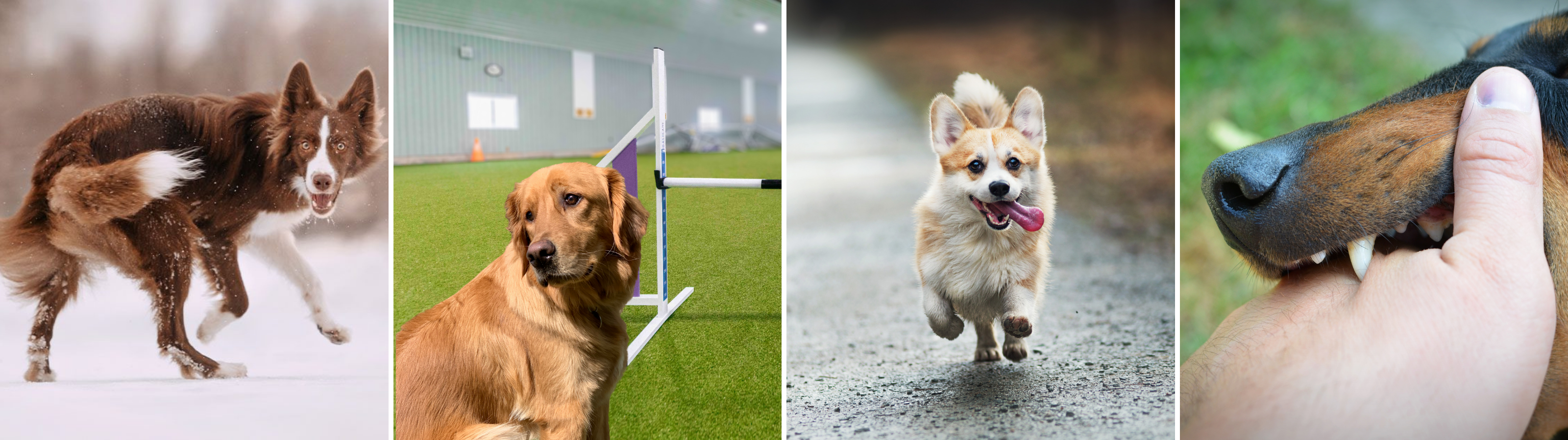 Dogs showing feedback during training: a Border Collie spinning from overwhelm, a Golden Retriever hesitating at agility equipment, a Corgi running off with excitement, and a dog nipping to show confusion