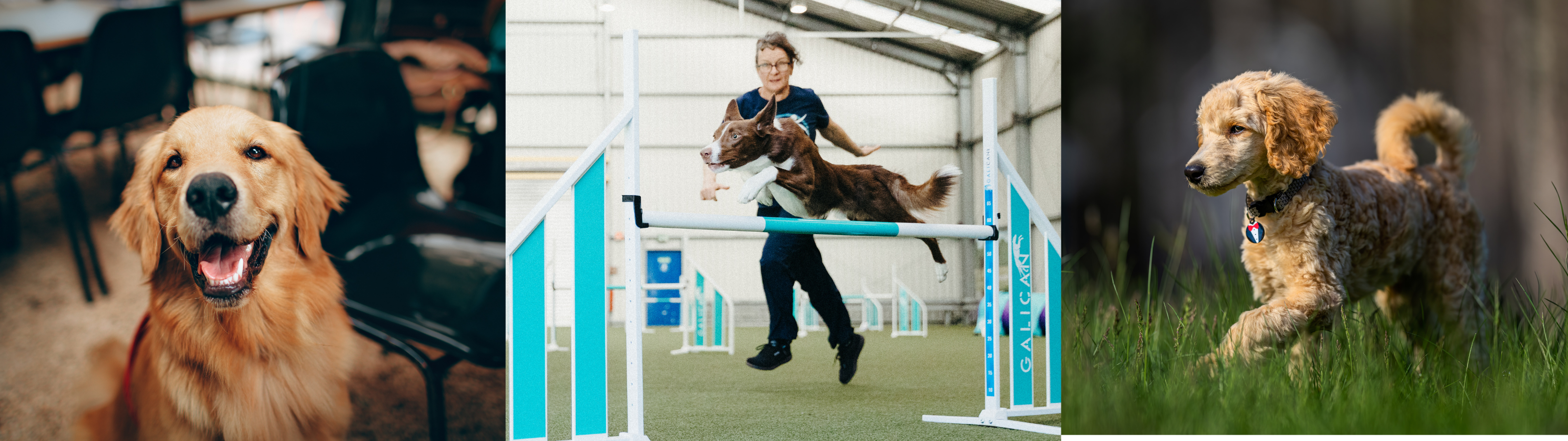 Three examples of dog training goals: a dog waiting calmly at a café, a Border Collie competing in agility, and a dog exploring outdoors on leash.