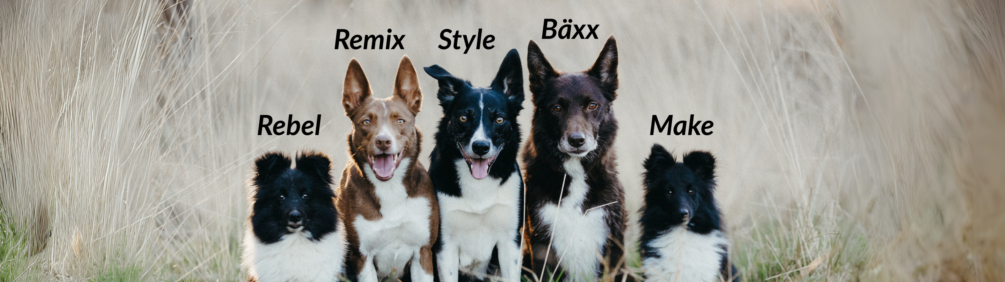 Rebel, Remix, Style, Bäxx and Make are the dogs who shaped Max Sprinz’s journey and filled it with lessons and joy.