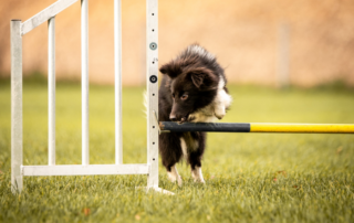 Tight Turns in Dog Agility