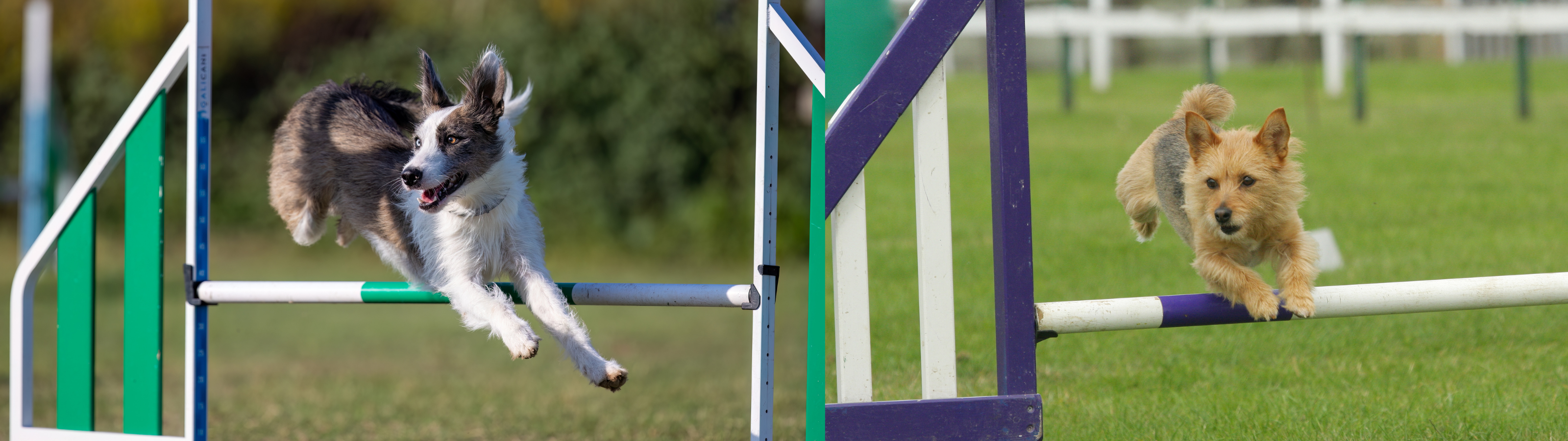 Dogs demonstrating turns that could be tighter in dog agility.