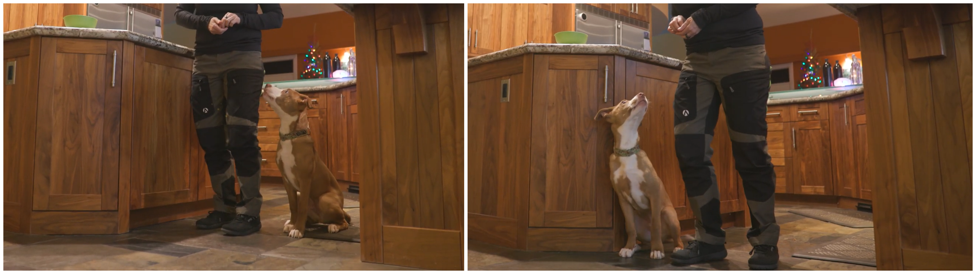 Susan Garrett demonstrating the Kitchen Wall Game with her dog to teach straight, focused sits beside the handler using clear reinforcement cues.