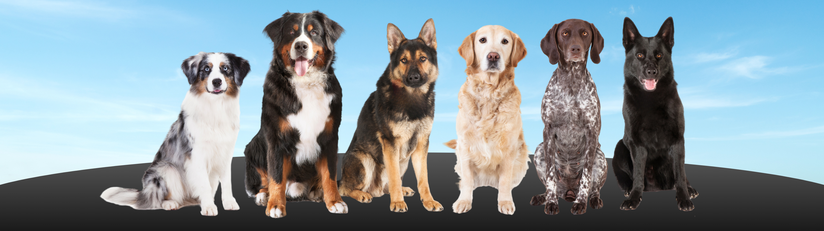 A group of dogs of different breeds sitting together against a blue sky background,