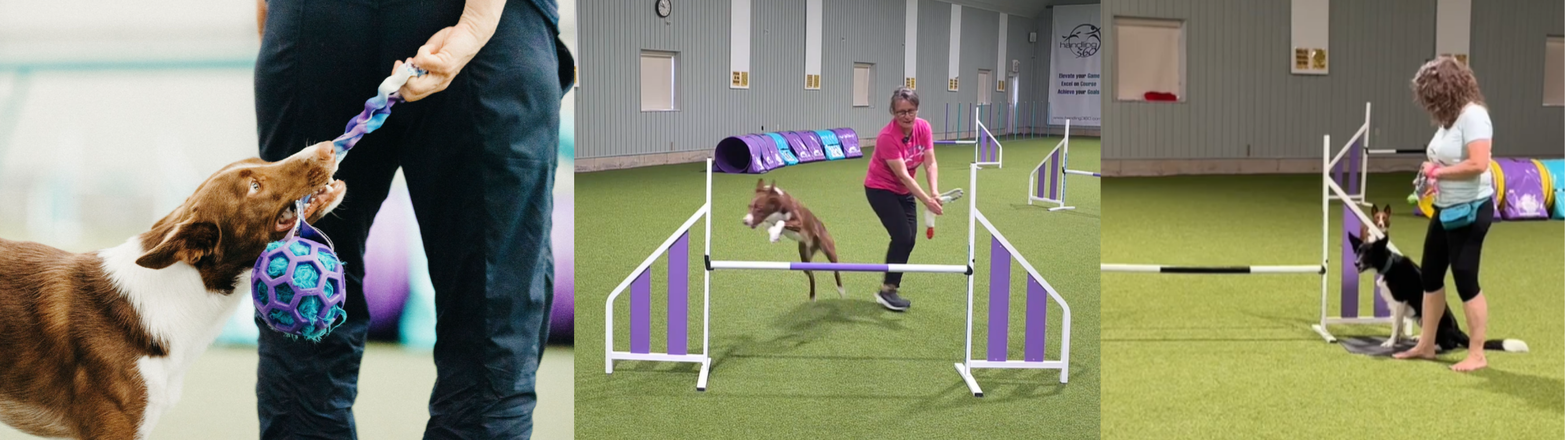 Susan Garrett demonstrating how to train tight turns in dog agility, from rewarding with play to guiding dogs over jumps and building understanding.