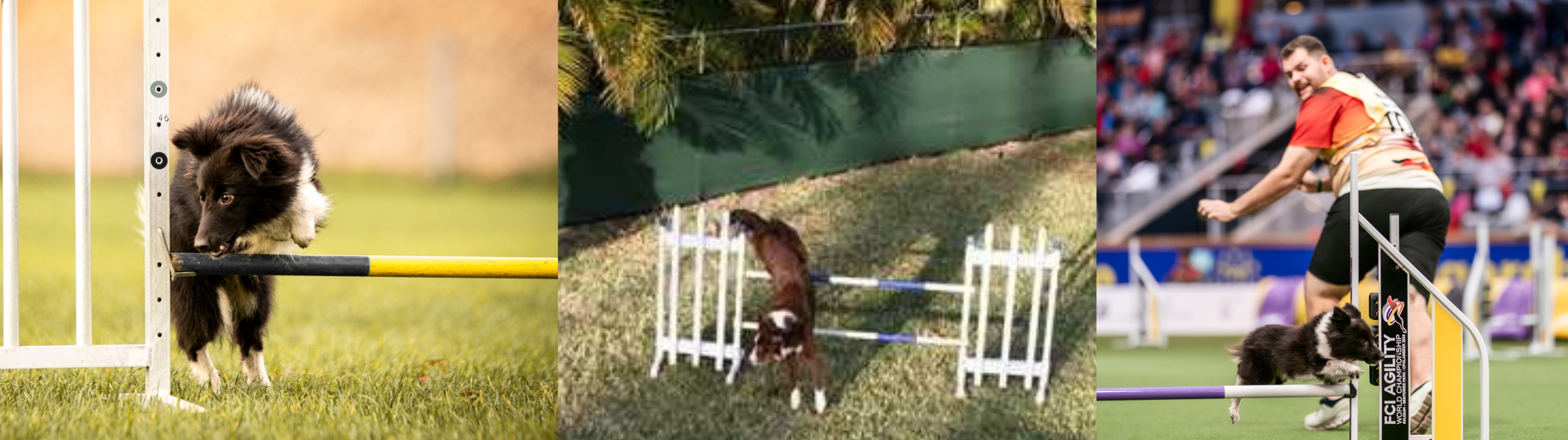 Dogs demonstrating tight turns in dog agility, from young dogs learning to collect over jumps to world champion Max Sprinz guiding his dog in competition.
