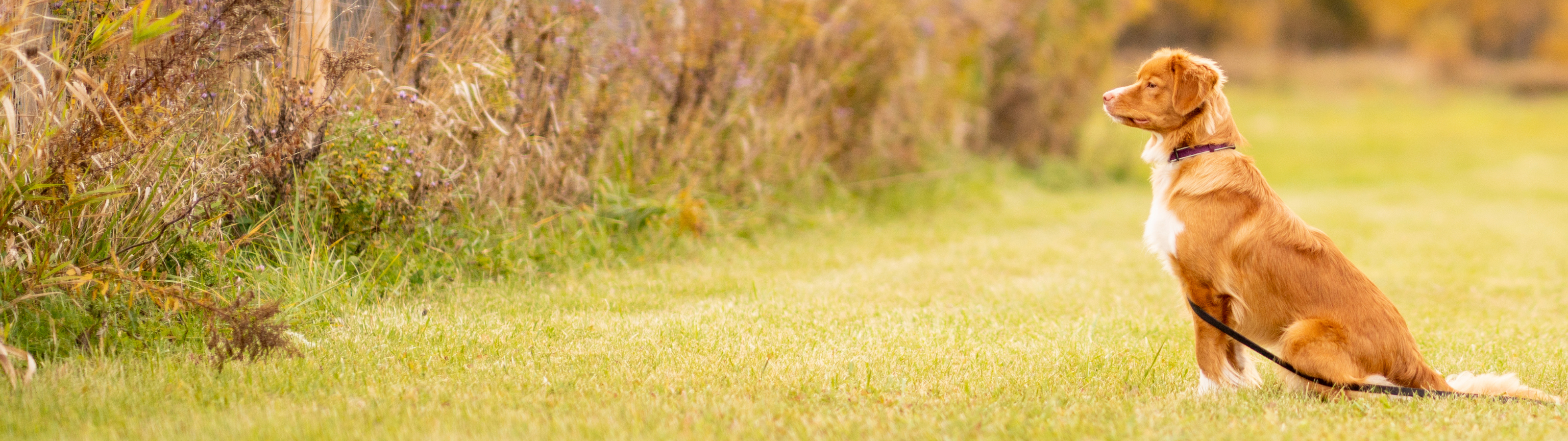 Dog sitting calmly during training session outdoors, showing sitting dog.