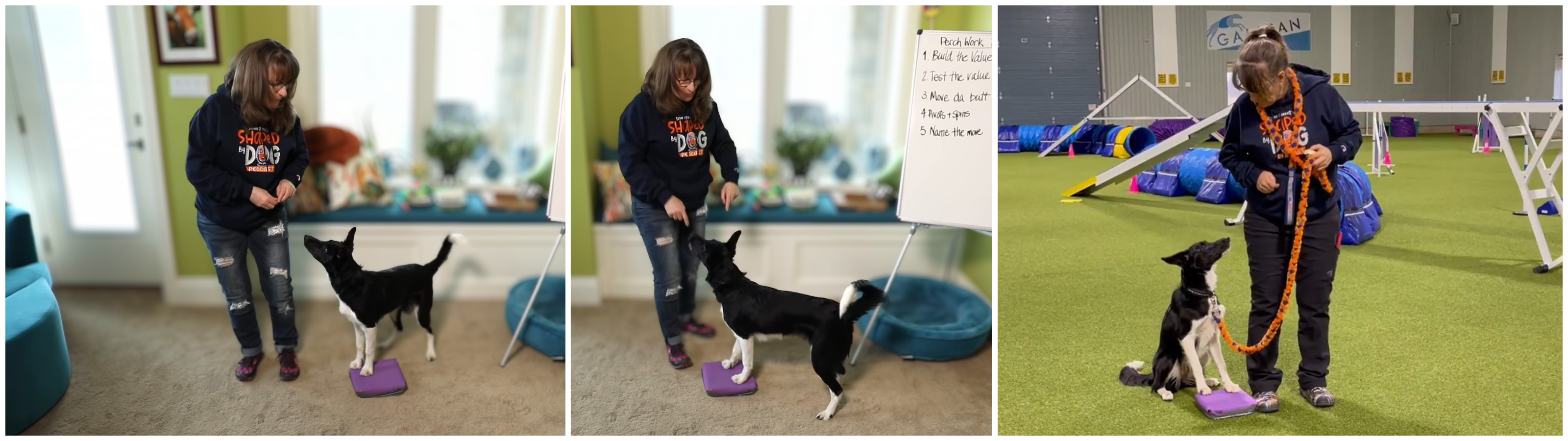 Susan Garrett demonstrating Perch Work with her dog to teach focus, rear-end awareness, and balanced sit positions.