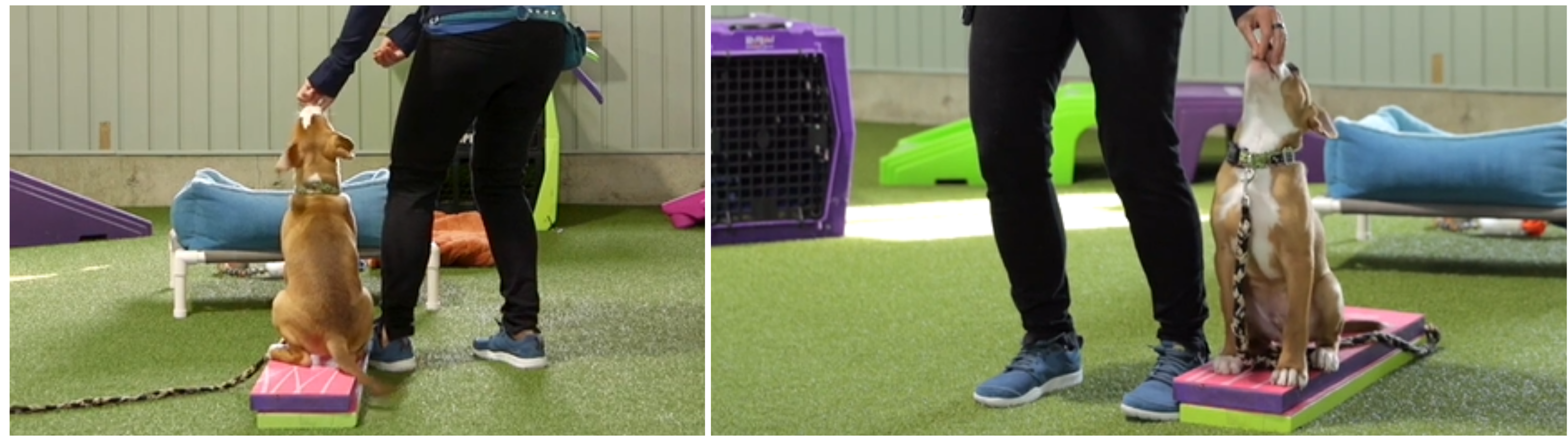 Susan Garrett showing how to train my dog to sit using Plank Work games that build balance, posture, and clarity in training.