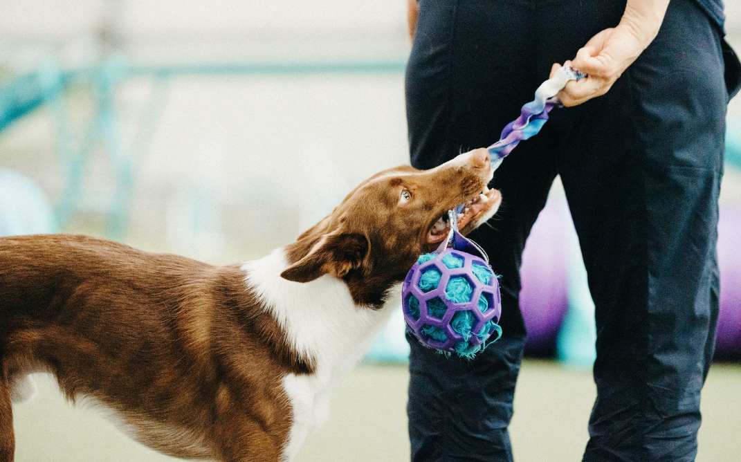 How I train my dog to sit using the tug game, a positive and fun training method for focus and connection.