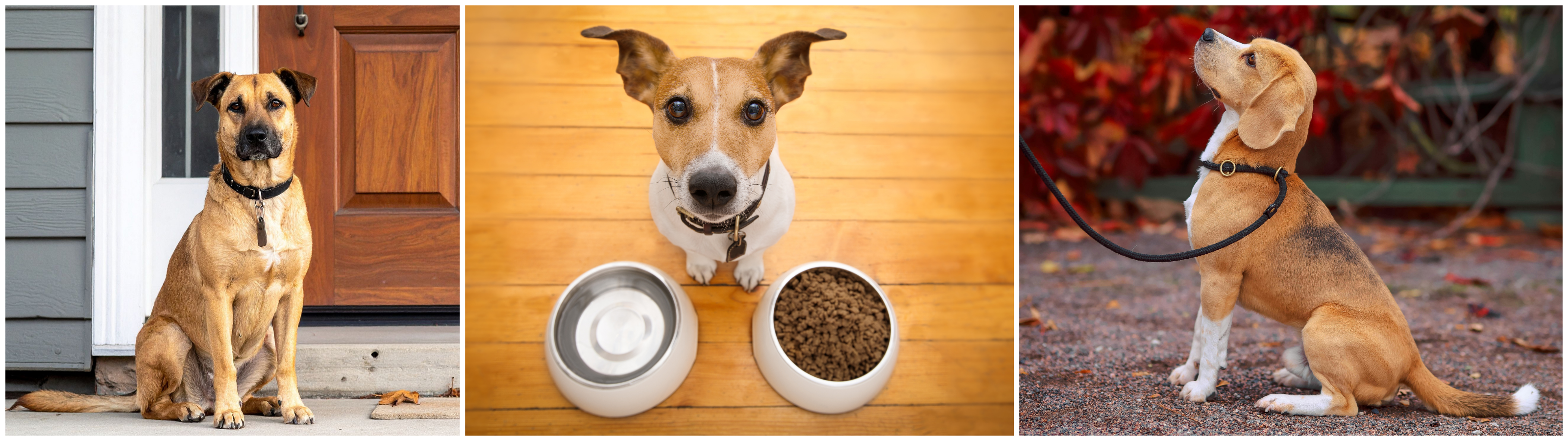 Dogs sitting calmly in everyday situations, such as at doors and before meals, showing real-life examples of polite, relaxed behavior.