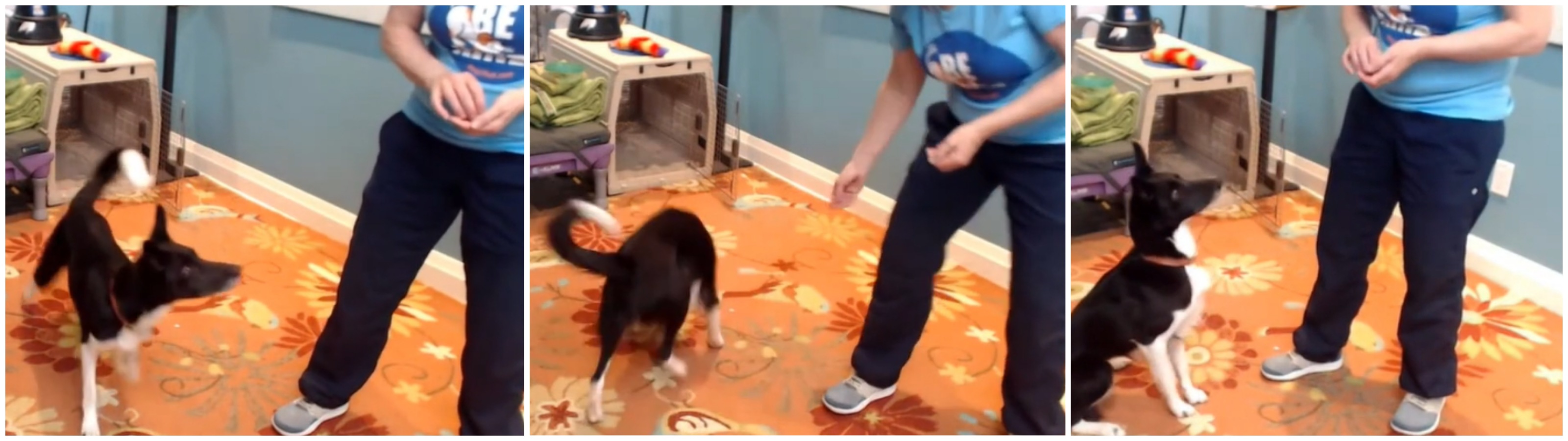 Susan Garrett demonstrating the Search Game with her dog to build focus, engagement, and quick sits through fun, reward-based training.