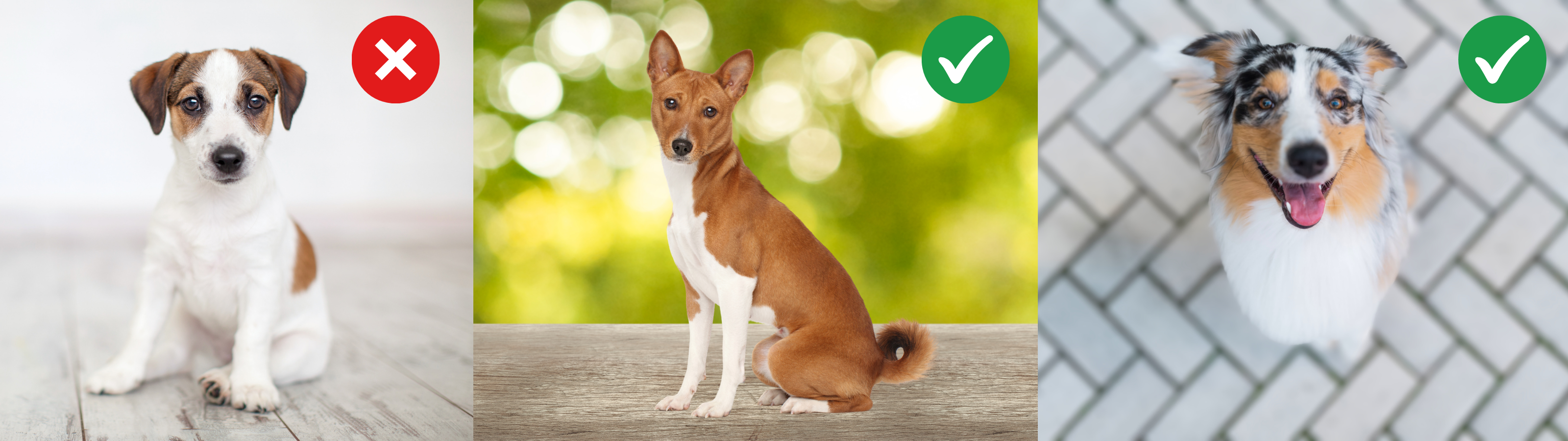 Examples of correct and incorrect dog sitting positions: one puppy sitting with poor posture marked with an X, and two dogs sitting upright with good posture marked with check marks.