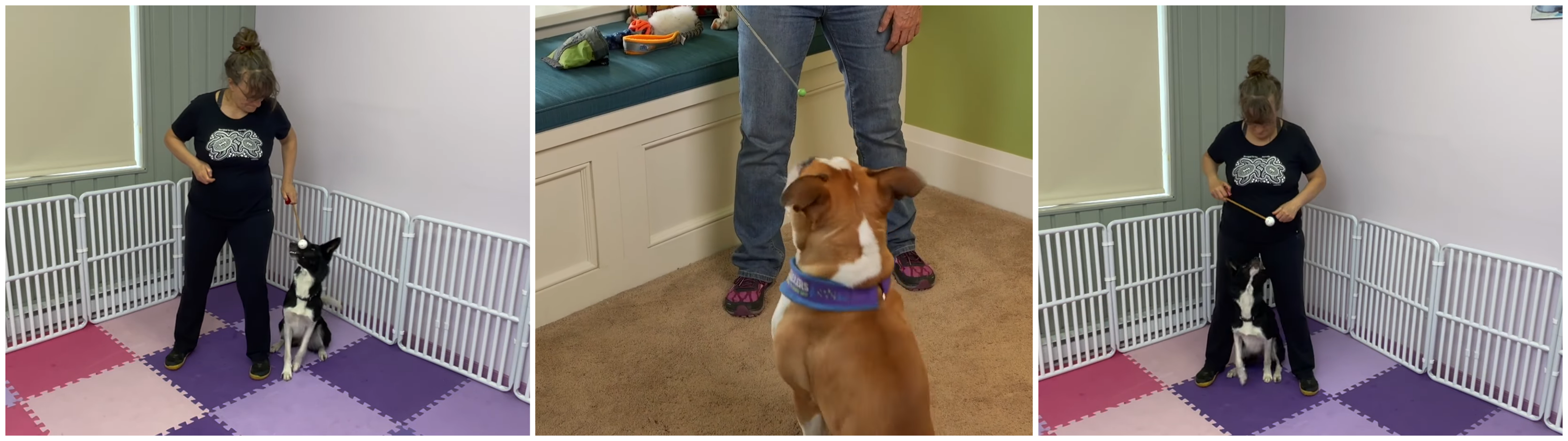 Susan Garrett showing how to train my dog to sit using a Target Stick to build focus, clarity, and confident learning.