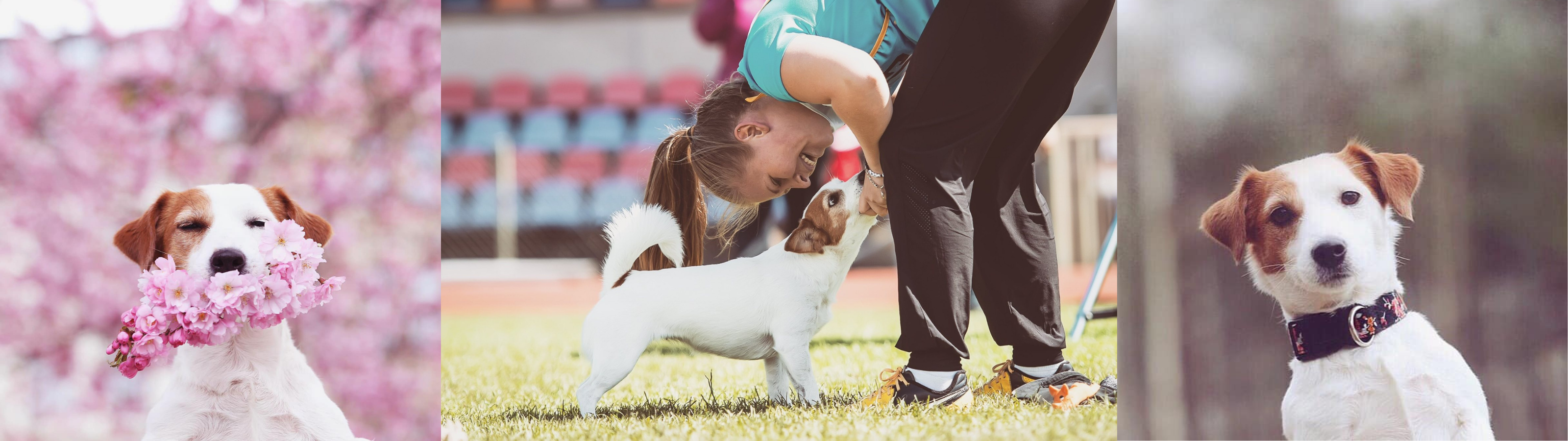 Enya Habel and her Jack Russel Syd