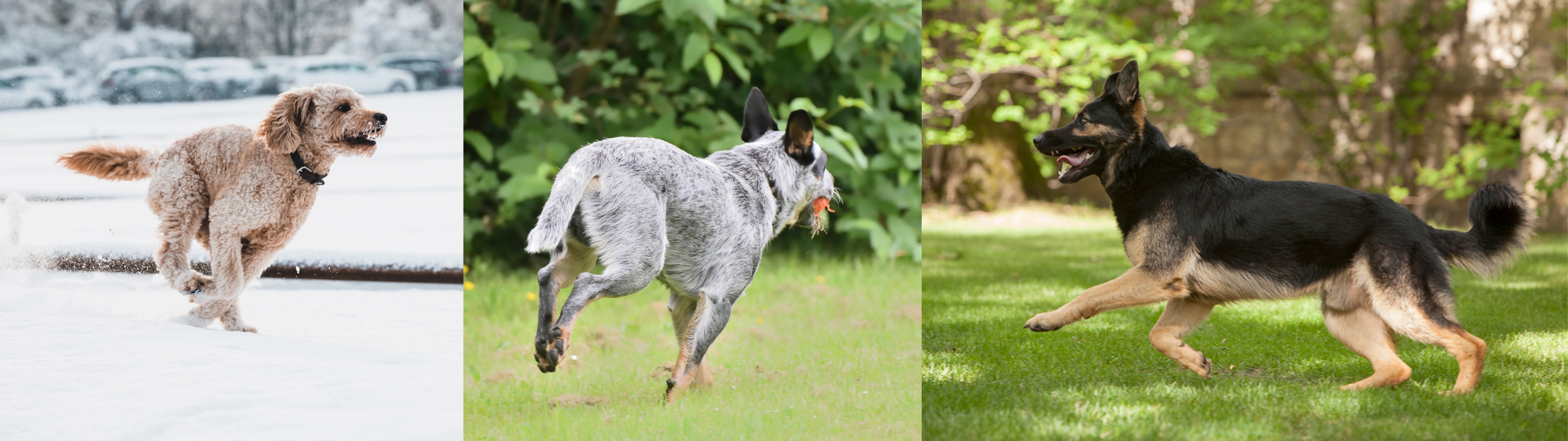 Dog Recall Blog Images 1