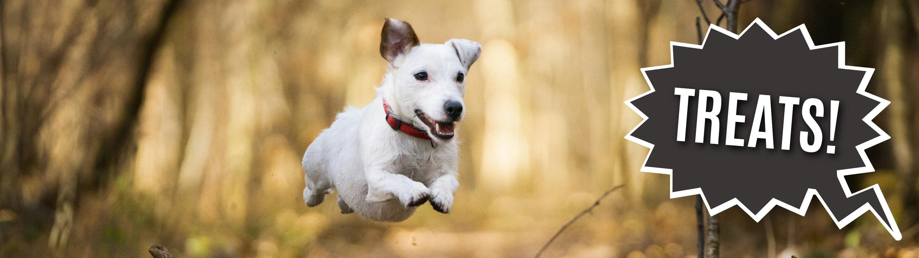 Dog Recall Blog Images 3