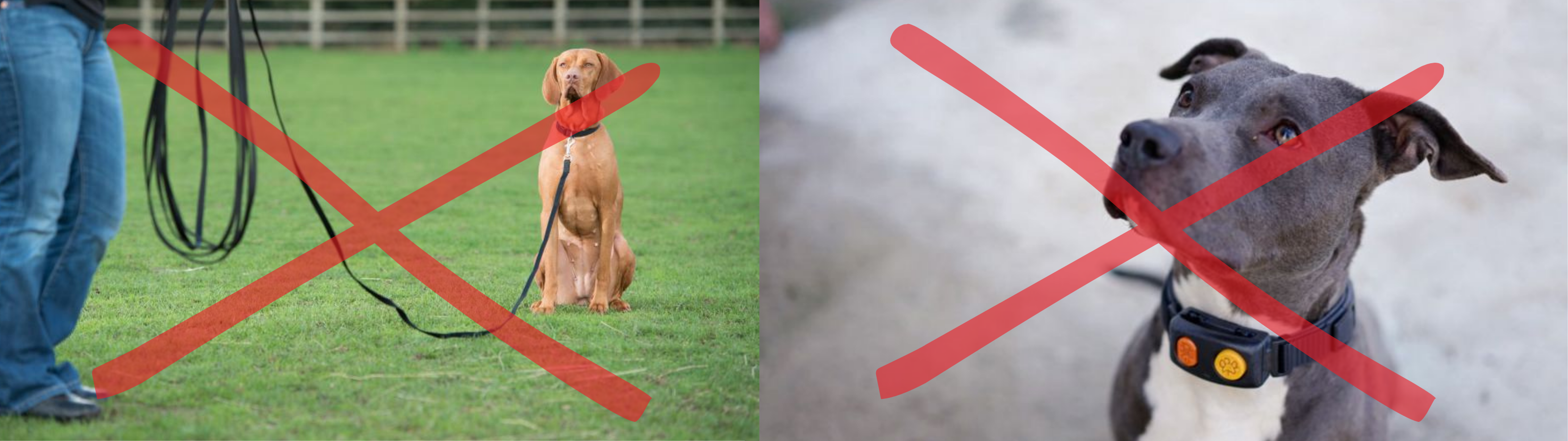 Dog Recall Blog Images 4