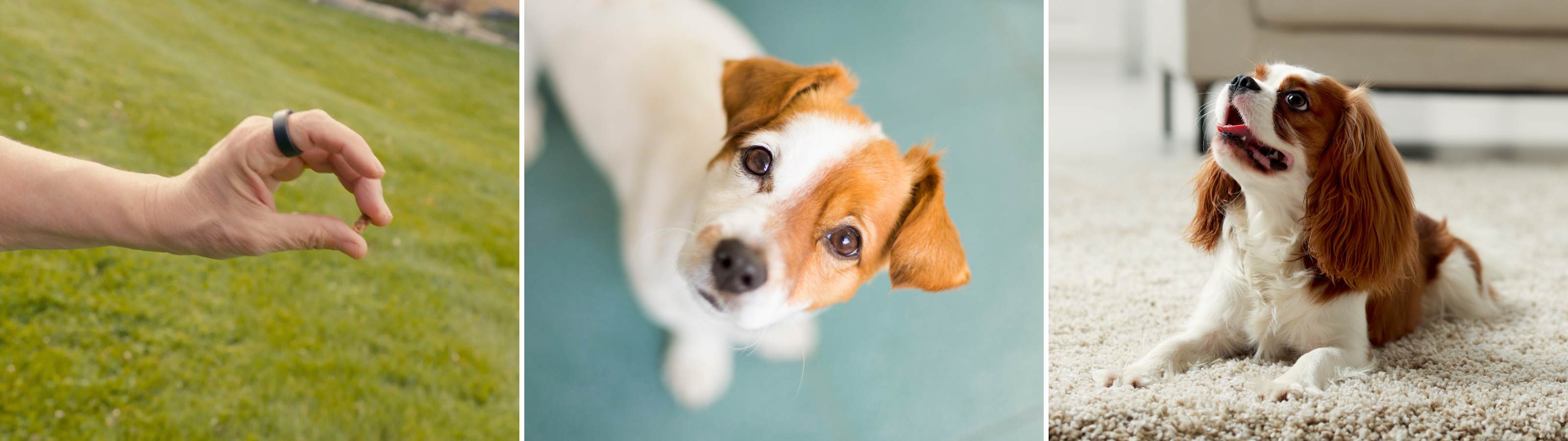 Dog Recall Blog Images 5