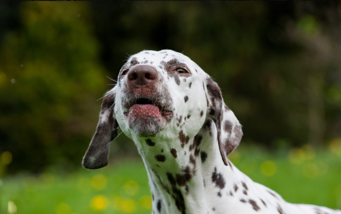 Excessive Dog Barking: How to Reduce It With Positive Training