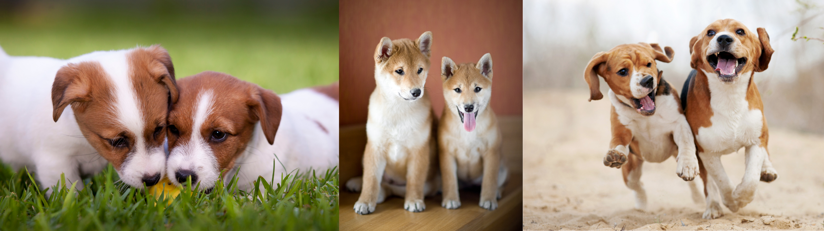 Three-panel photo collage featuring pairs of puppies playing, sitting, and running together, illustrating the intense bond and 'sibling bubble' that can lead to littermate syndrome.