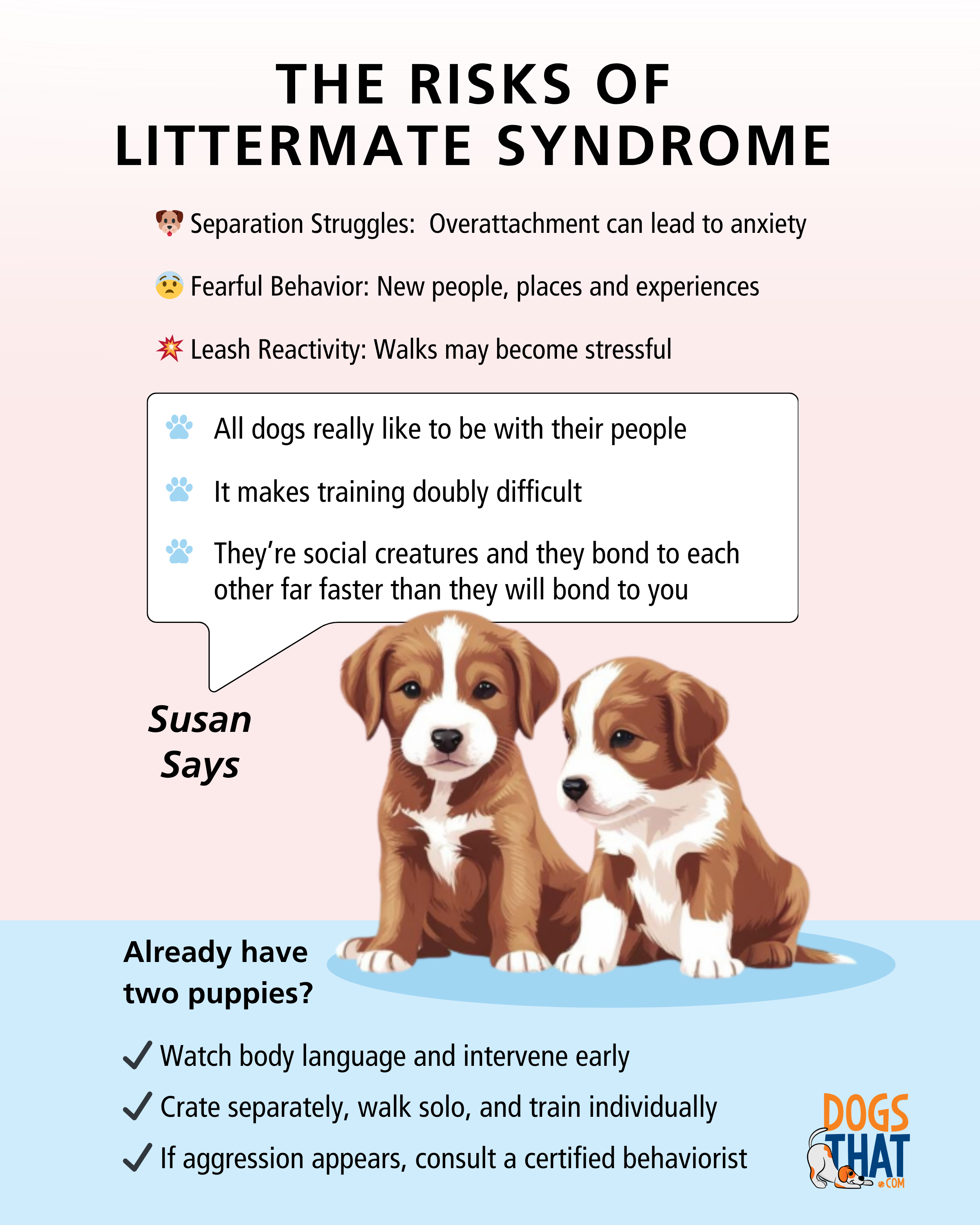 Infographic outlining the risks of littermate syndrome in puppies, including separation anxiety, fearful behavior, and training tips for raising two puppies separately.