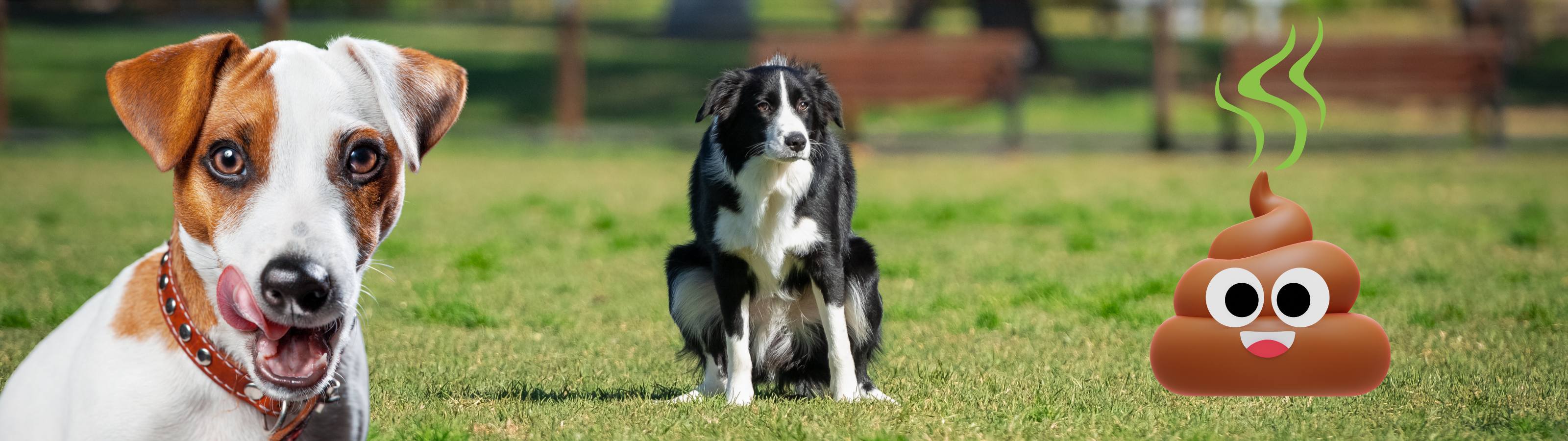 Infographic outlining the risks of littermate syndrome in puppies, including separation anxiety, fearful behavior, and training tips for raising two puppies separately.