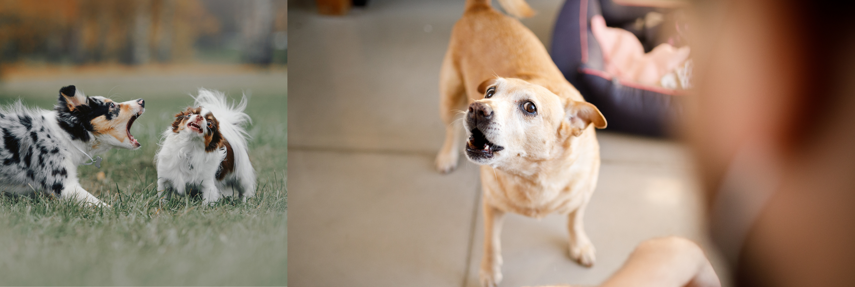 How to Teach a Dog to Speak with an Australian Shepherd, Papillon, and Lab mix