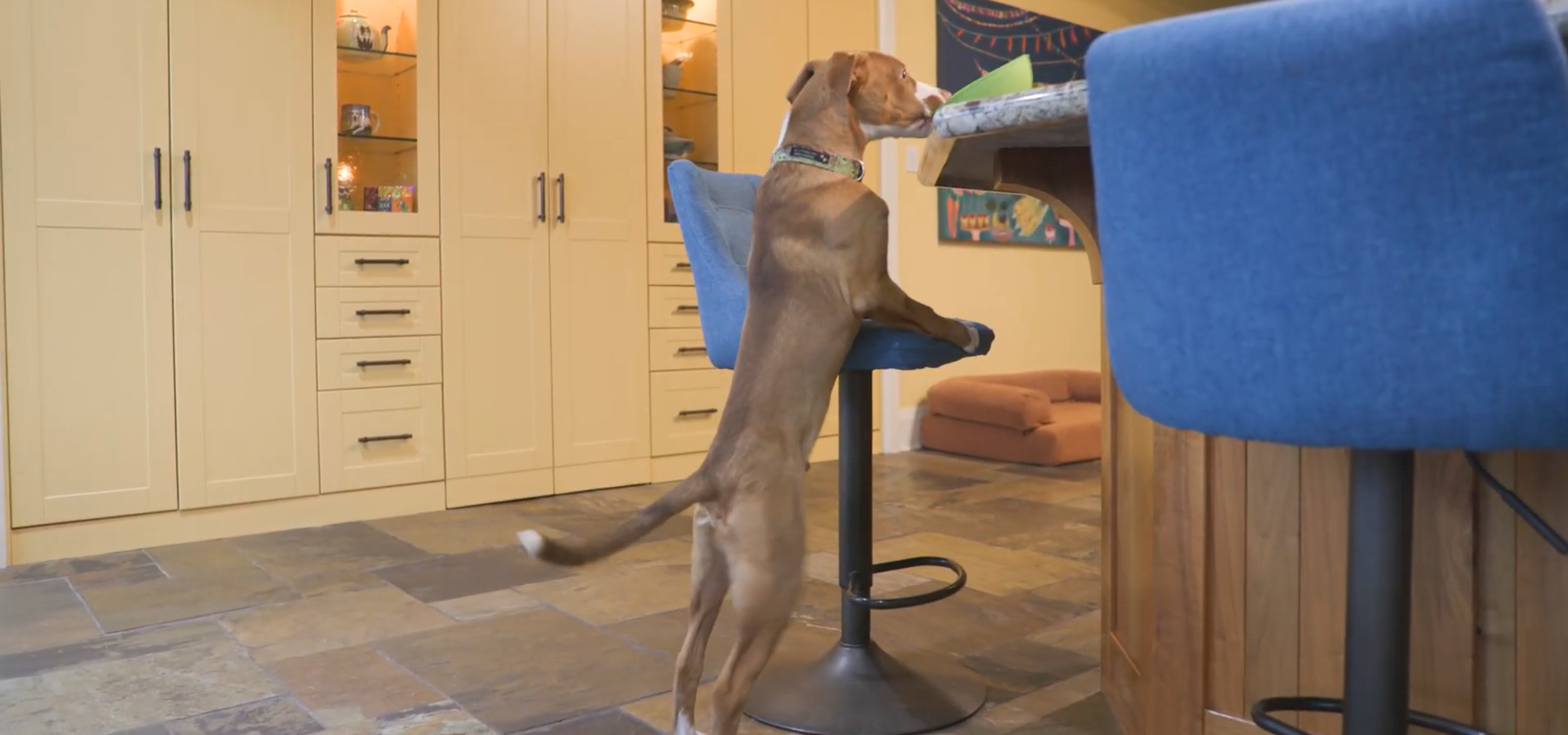 Blog Post Images Dog on hindlegs countersurfing looking for food.