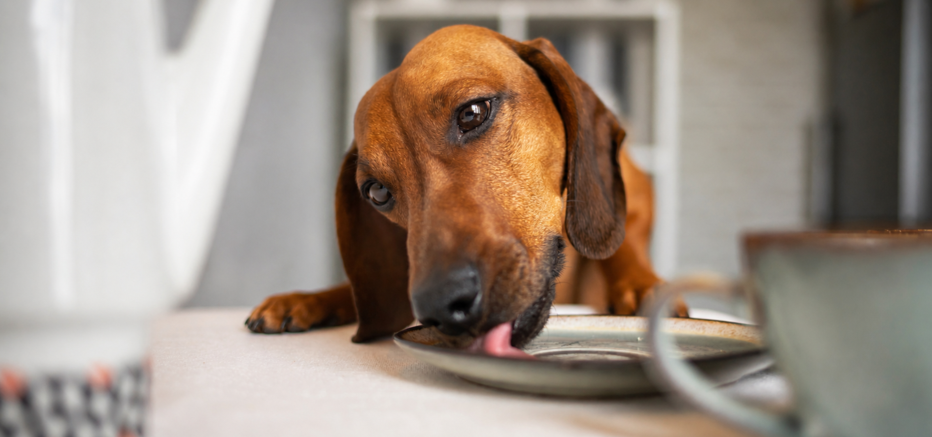 Blog Post Images Dog licking plate on counter. Dog behavior problems like counter surfing can be solved.