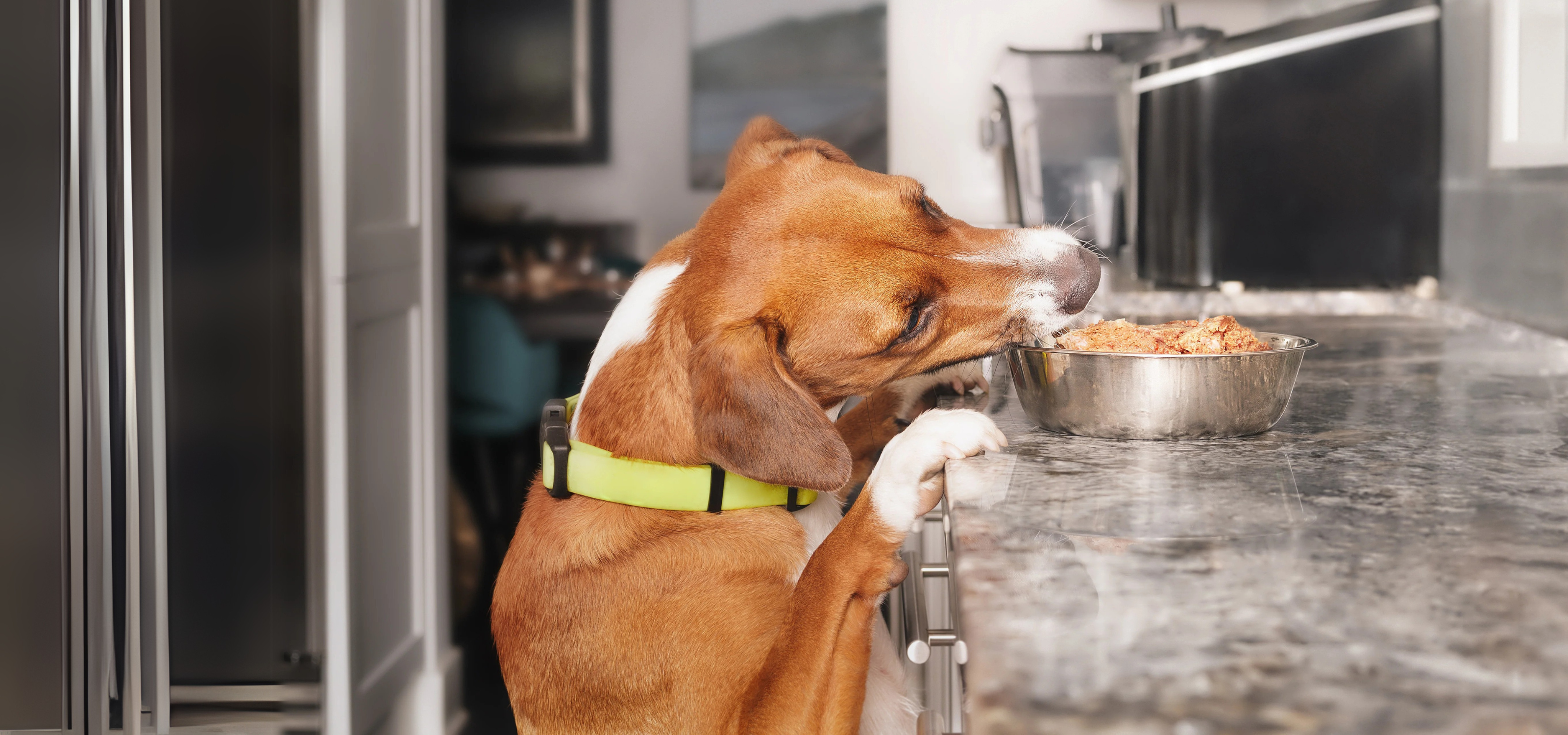 Blog Post Images (3200 x 1500 px) Dog countersurfing for food. If you have dog behavior problems like this, there are stratgies that can help.
