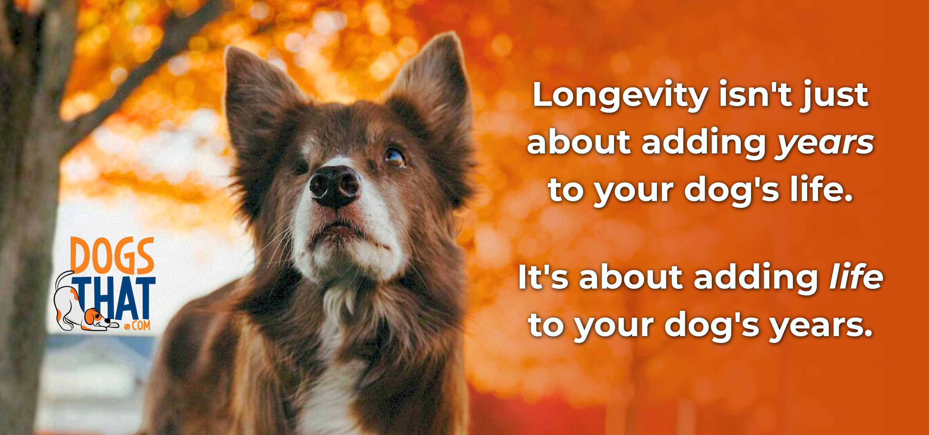 Swagger Quote Senior dog Swagger the Border Collie enjoying life
