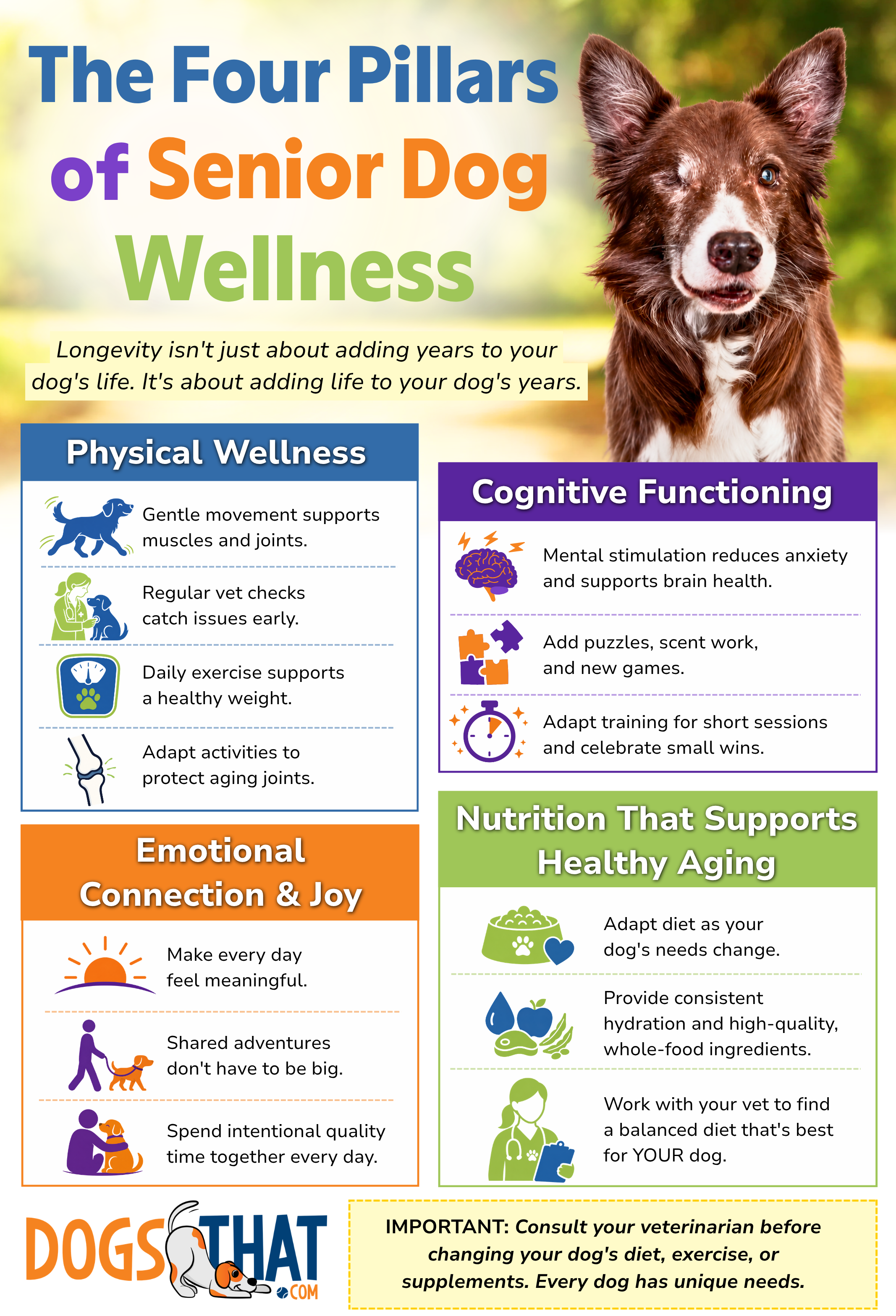 Infographic-Senior dogs The Four Pillars of Senior Dog Wellness infographic